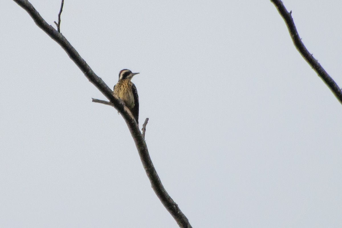 Philippine Pygmy Woodpecker - ML521659491