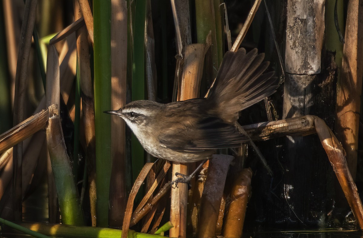 Moustached Warbler - ML521659681