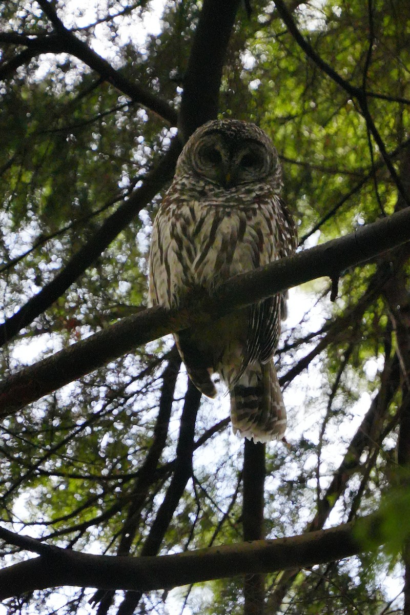 Barred Owl - ML521659901