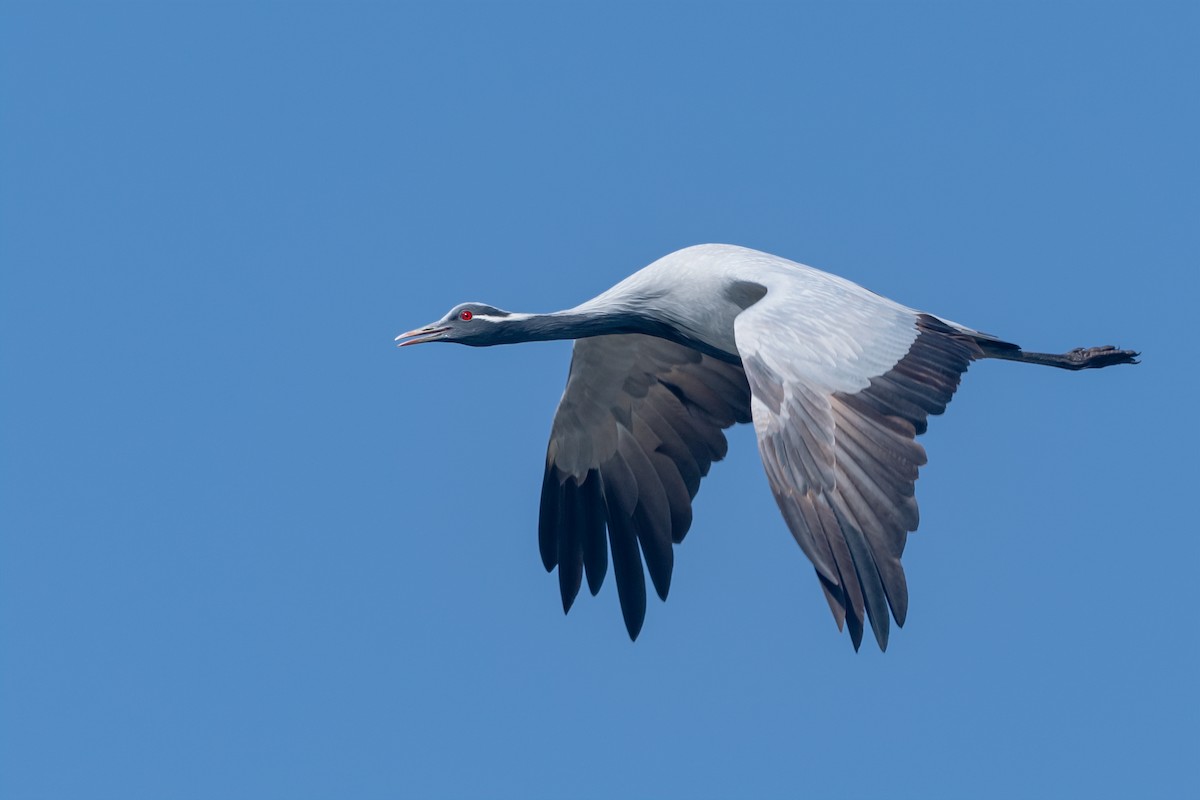 Demoiselle Crane - ML521660731