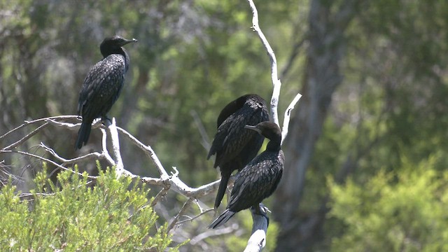 Cormorán Totinegro - ML521661491