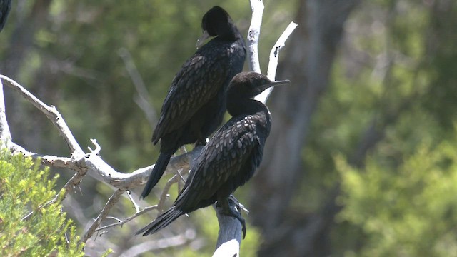 Little Black Cormorant - ML521661511