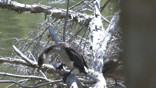 Little Pied Cormorant - ML521662171