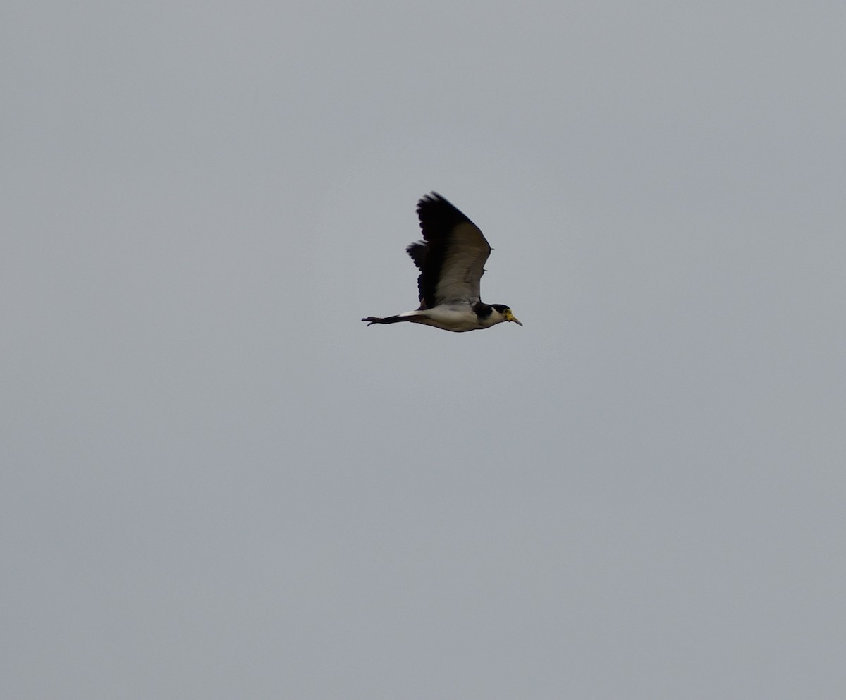 Masked Lapwing (Black-shouldered) - ML521662441