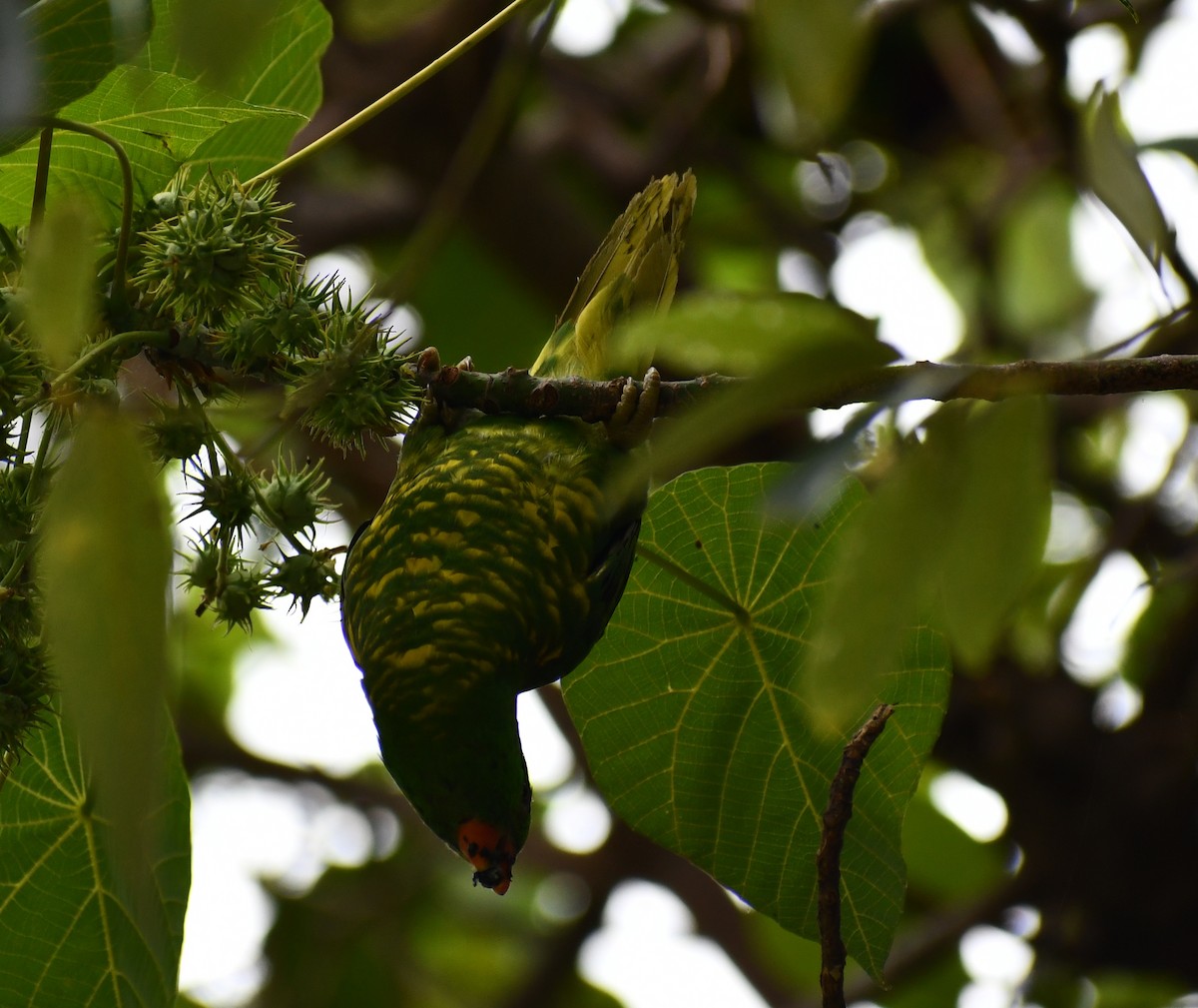 Scaly-breasted Lorikeet - ML521662591