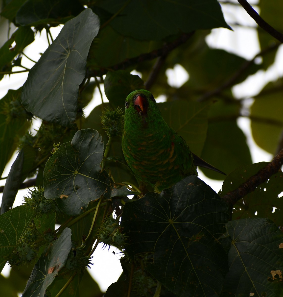 Scaly-breasted Lorikeet - ML521662601