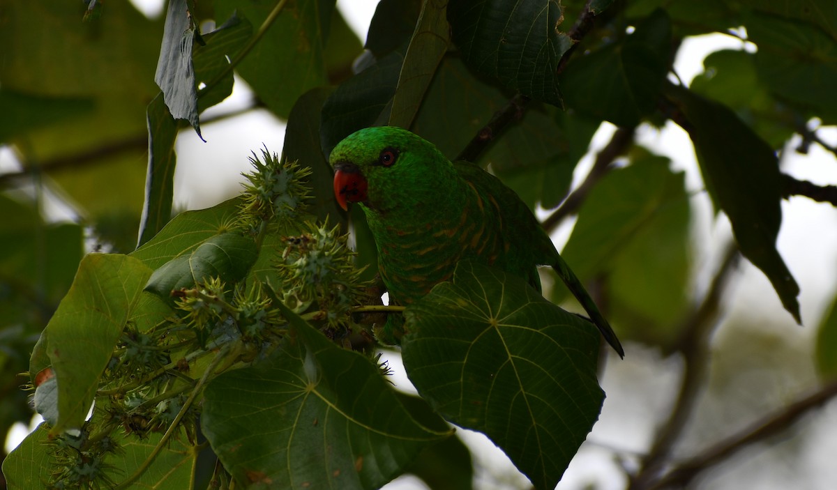 Scaly-breasted Lorikeet - ML521662621