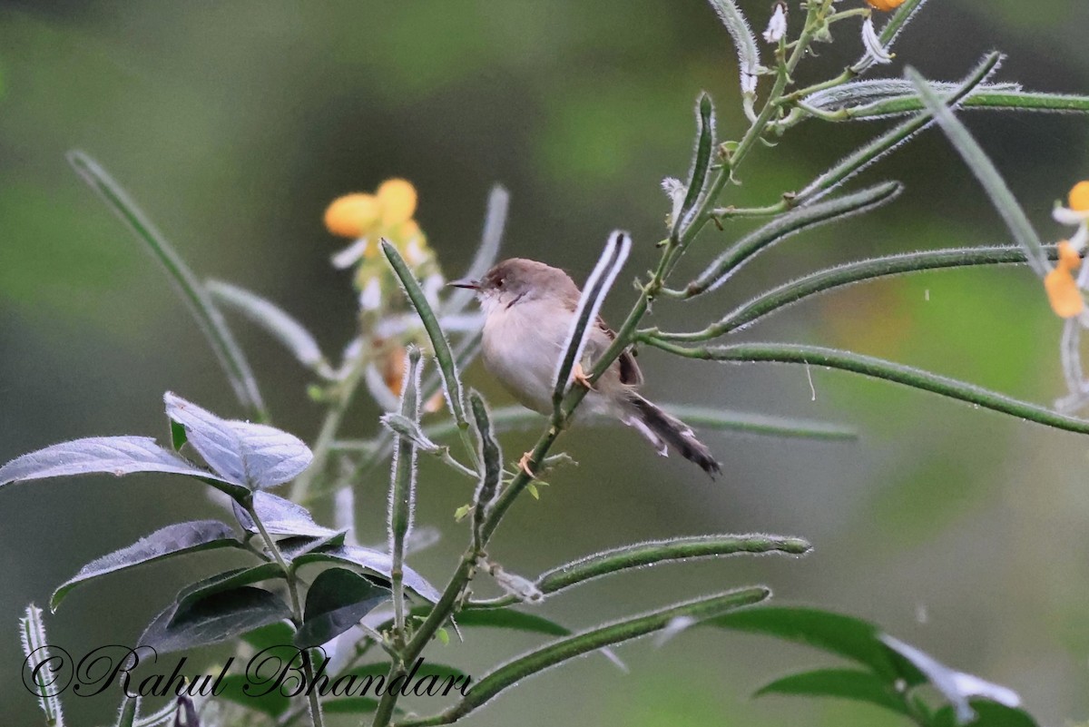 Plain Prinia - ML521662981