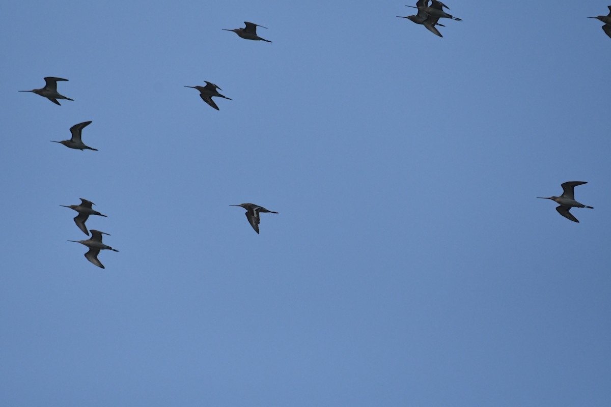 Black-tailed Godwit - Sreejesh Nair