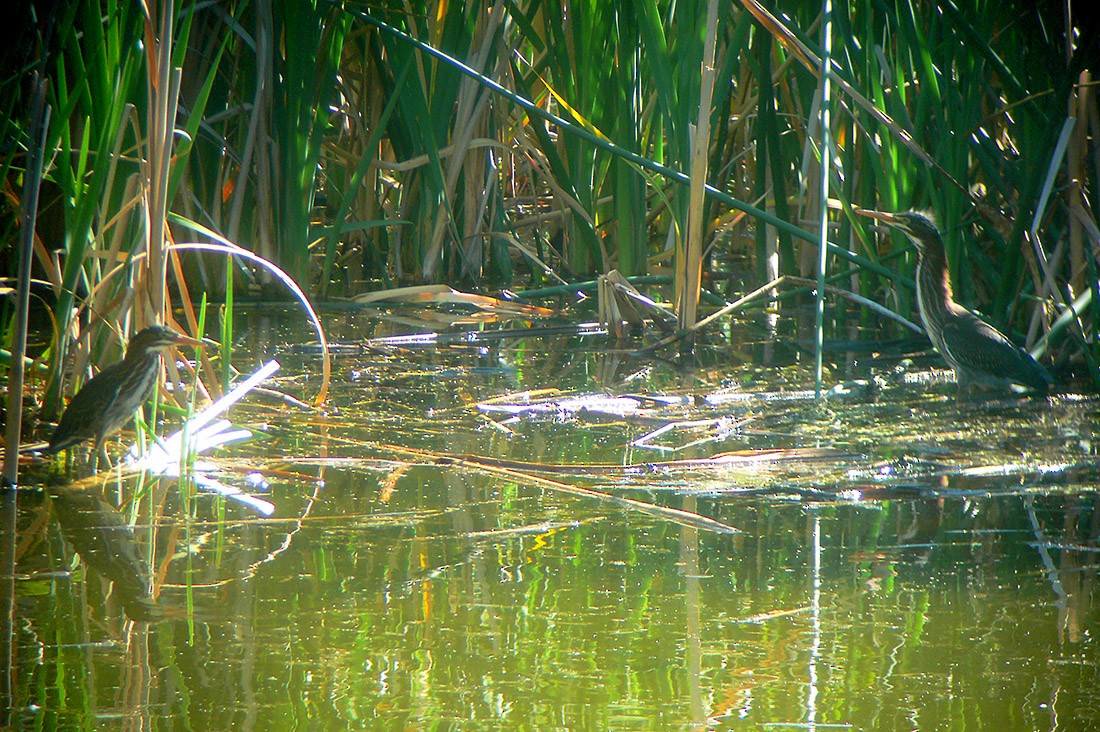 Green Heron - ML52166481