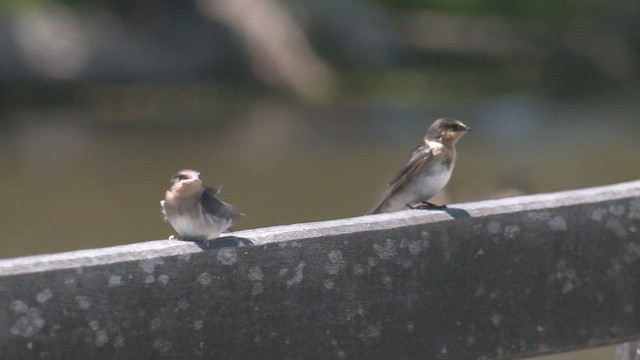 Golondrina Australiana - ML521664891