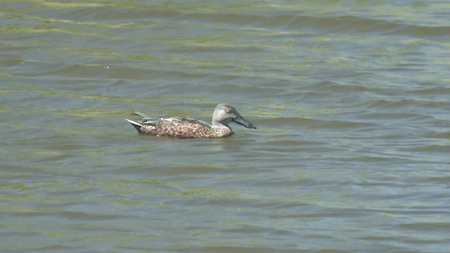 Australasian Shoveler - ML521665341