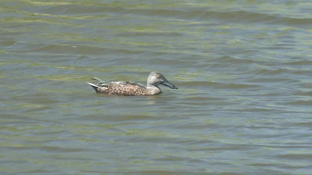 Australasian Shoveler - ML521665341