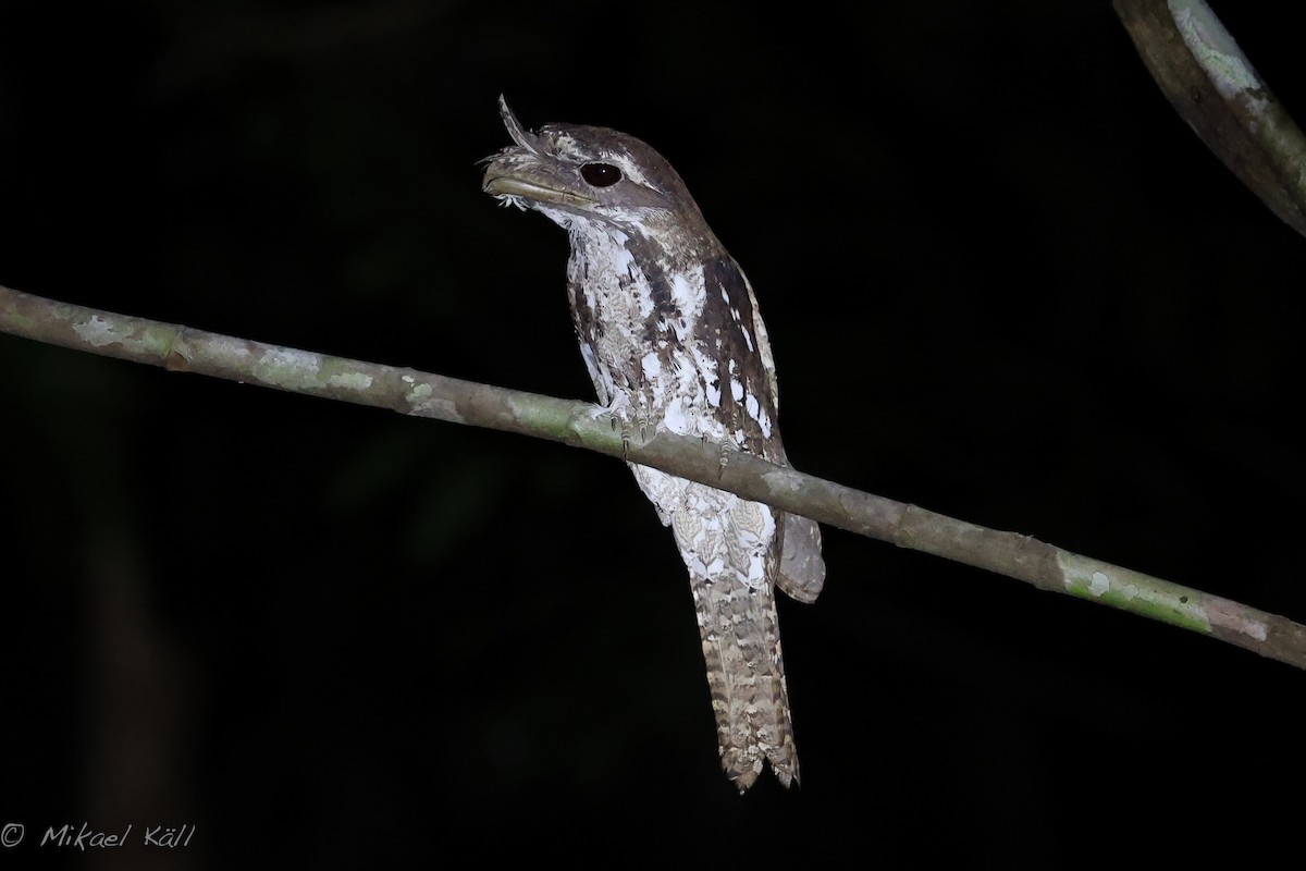 Podargo Ocelado (grupo ocellatus) - ML521666391