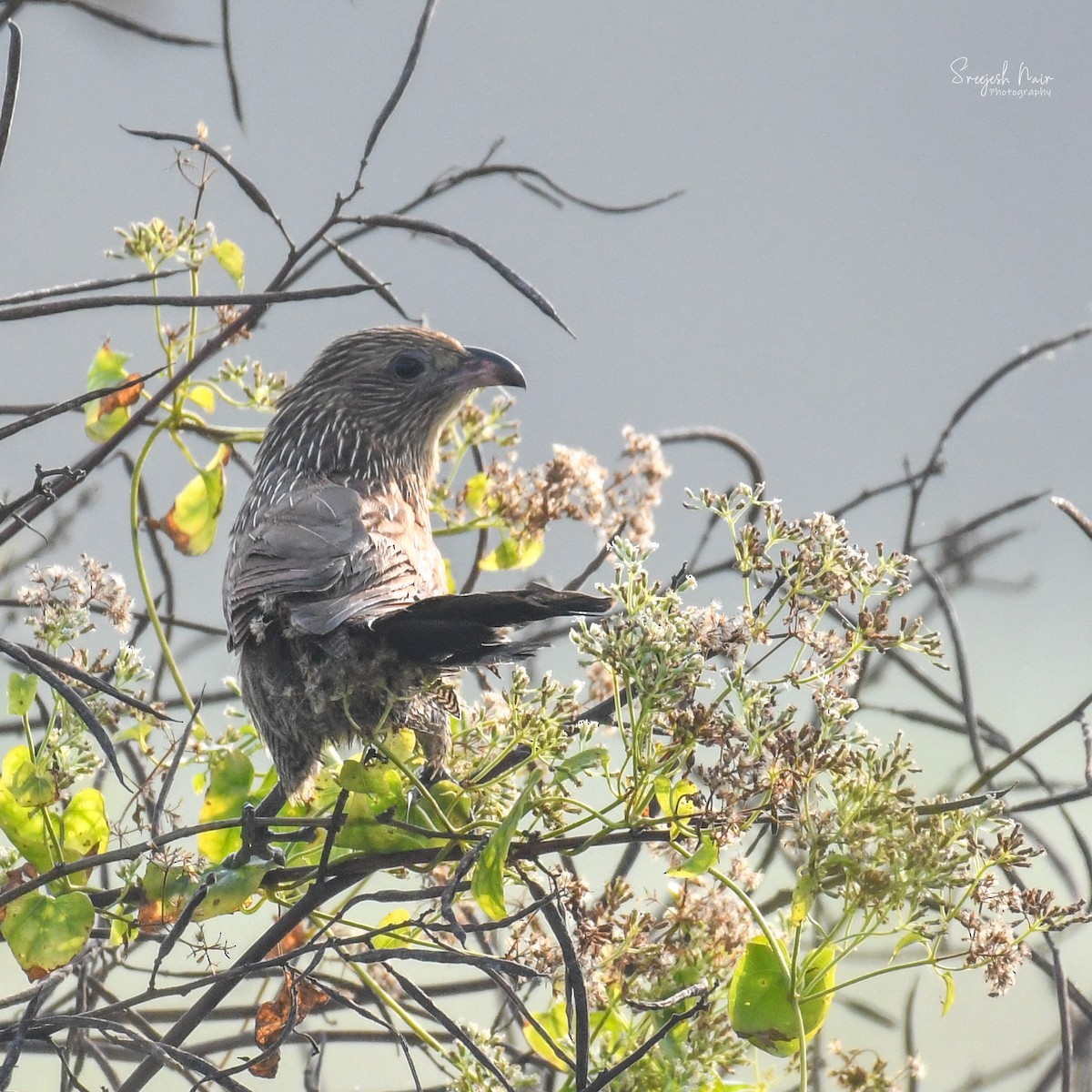 Lesser Coucal - ML521666781