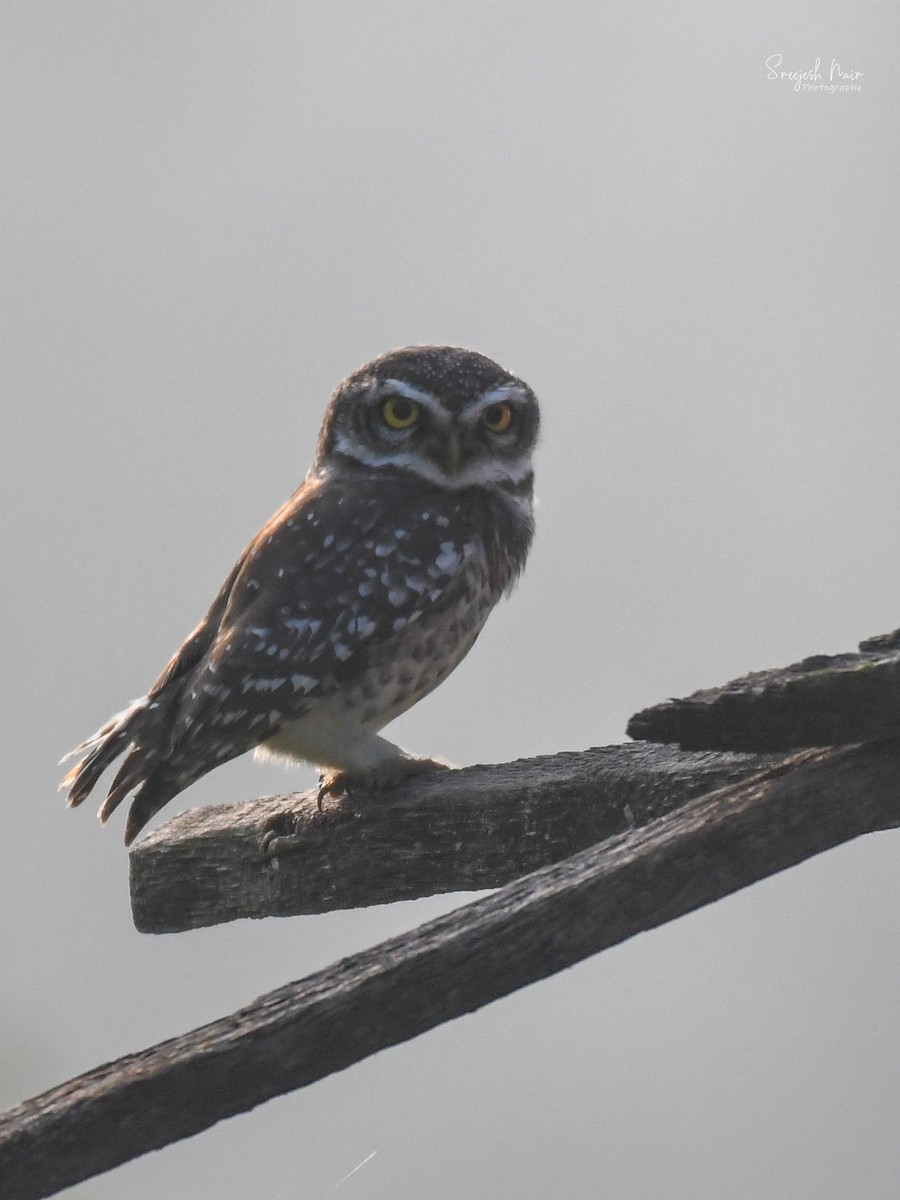 Spotted Owlet - ML521666841