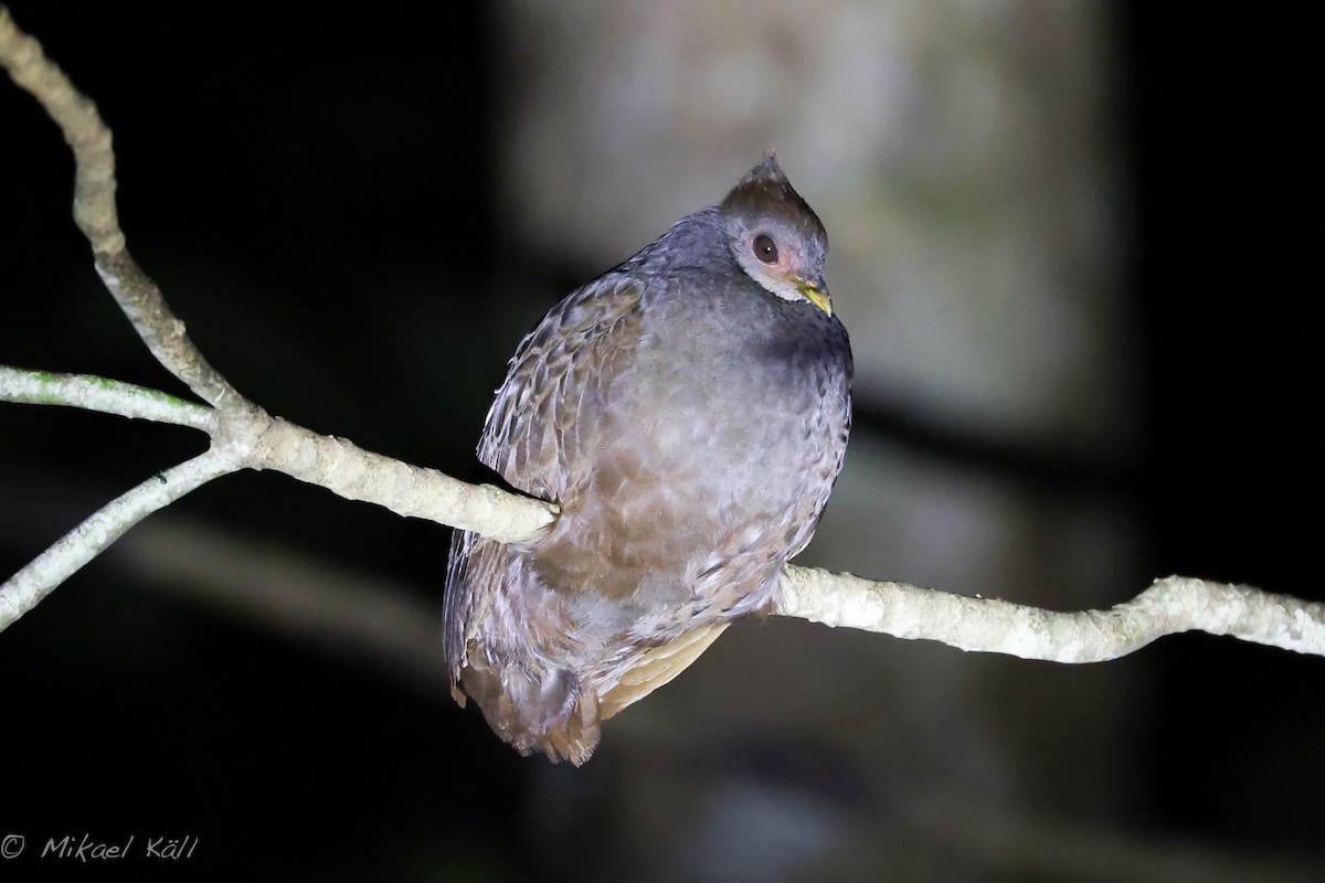 New Guinea Megapode - ML521667091