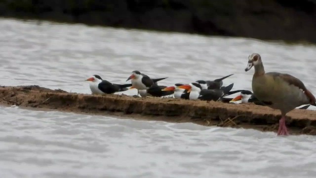 African Skimmer - ML521668391