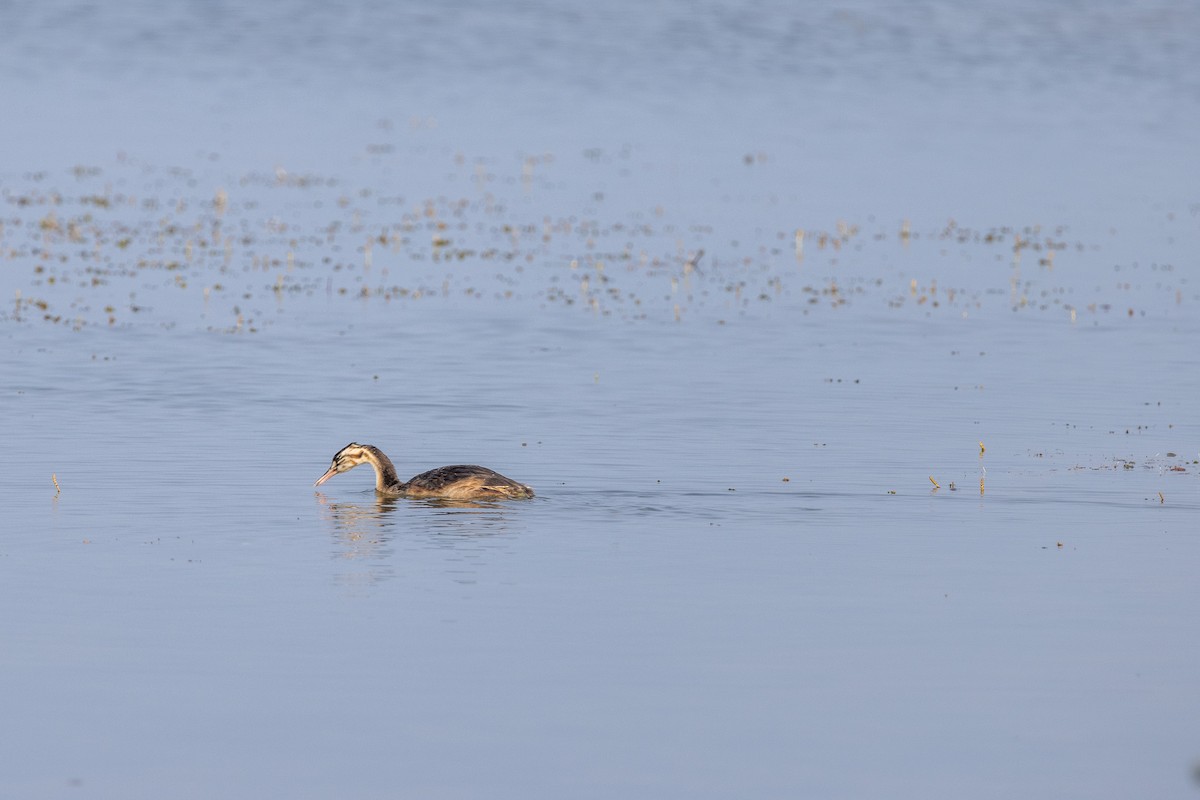 Great Crested Grebe - ML521668831