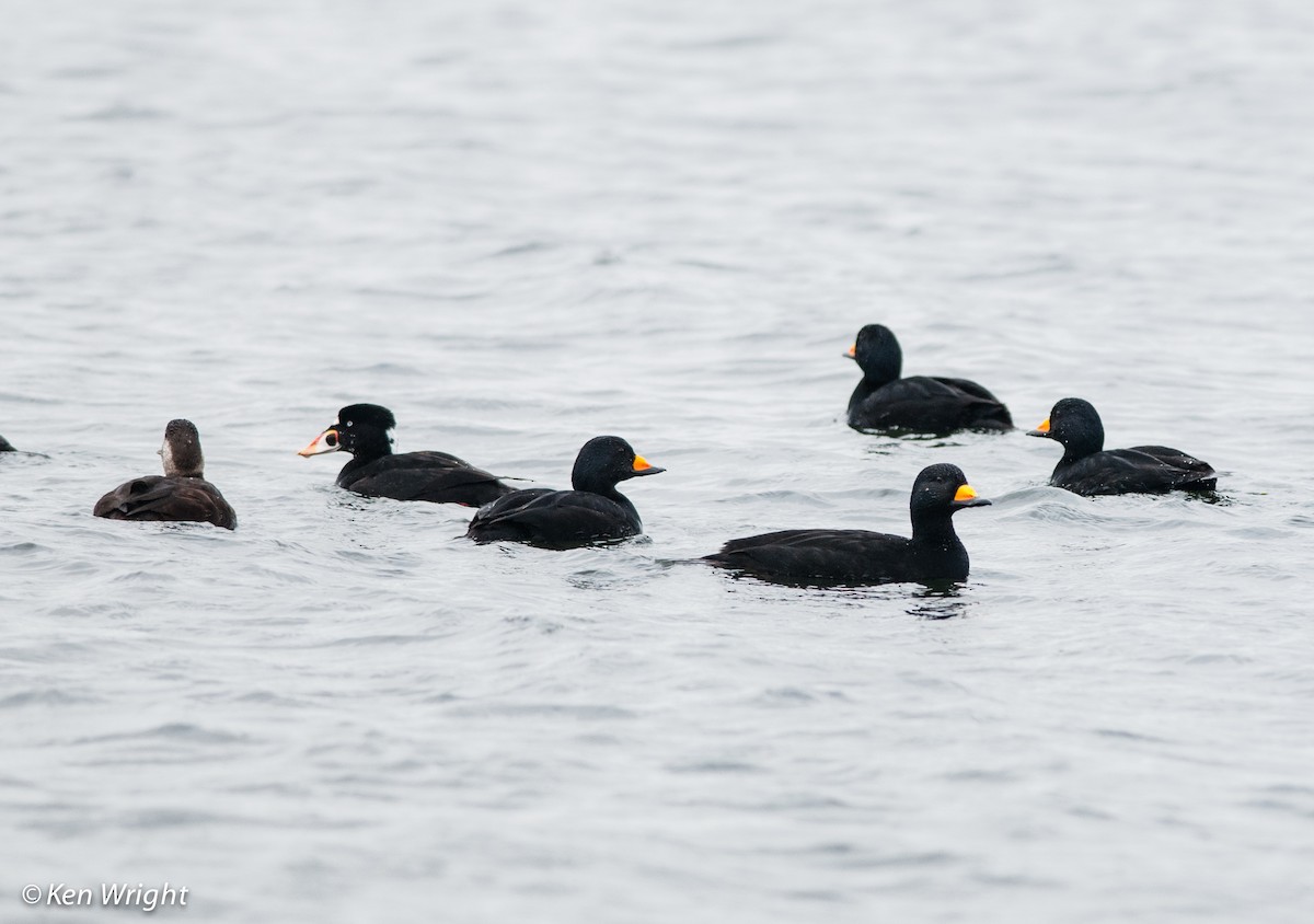 Black Scoter - ML52166991