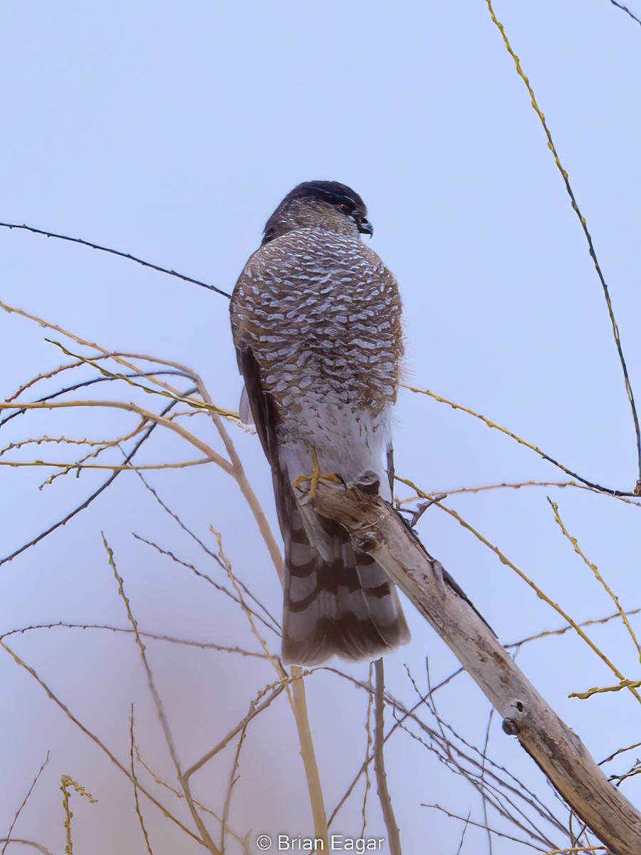 Sharp-shinned Hawk - ML521670691