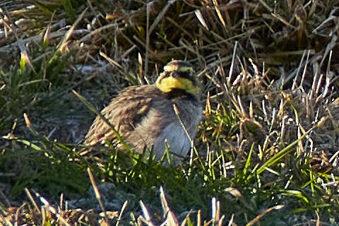 Horned Lark - Michele Stenico