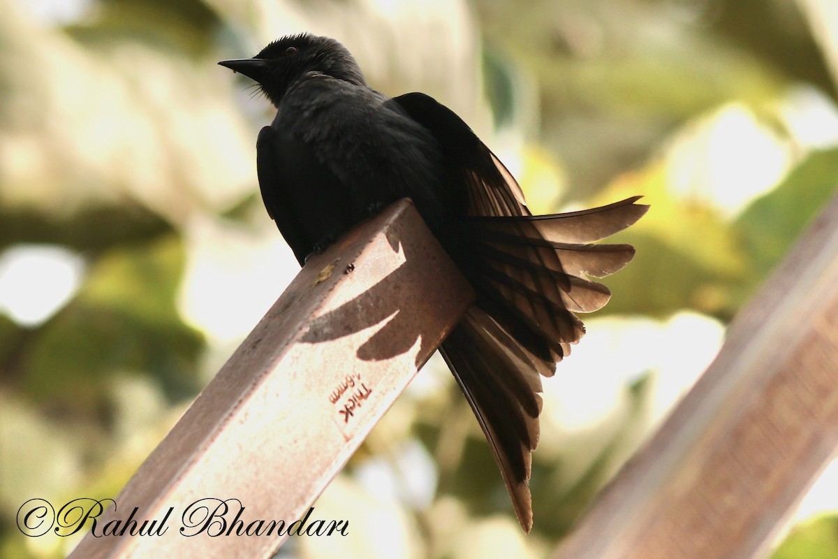 Black Drongo - ML521673541