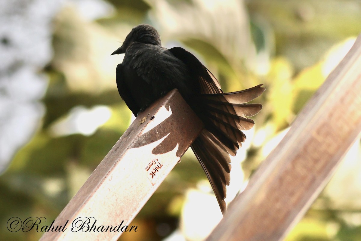 Black Drongo - ML521673551