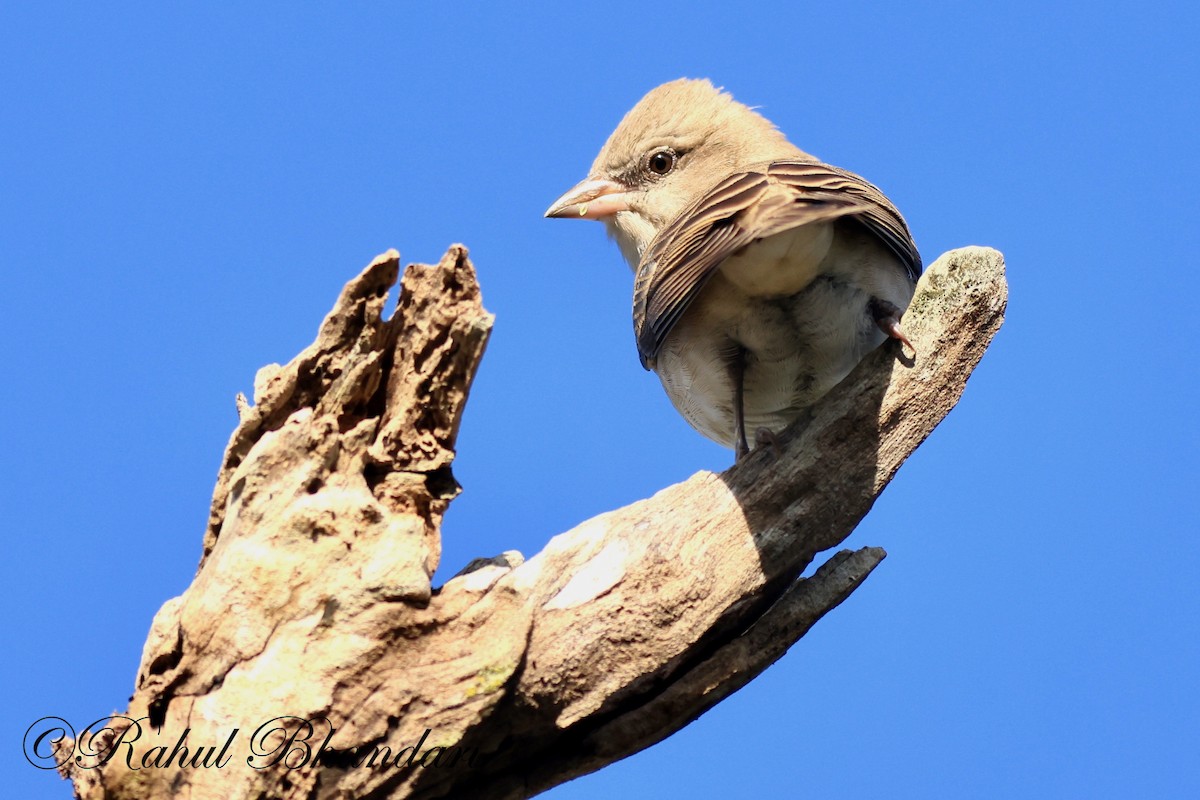 Ashy-crowned Sparrow-Lark - ML521674971