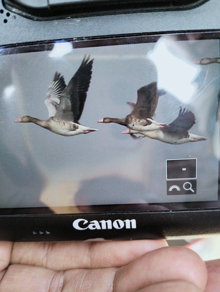 Greater White-fronted Goose - ML521675201