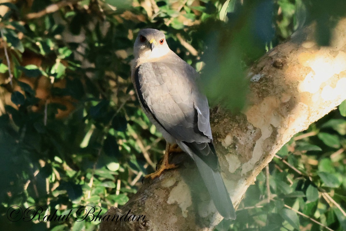 Black-winged Kite - ML521675431