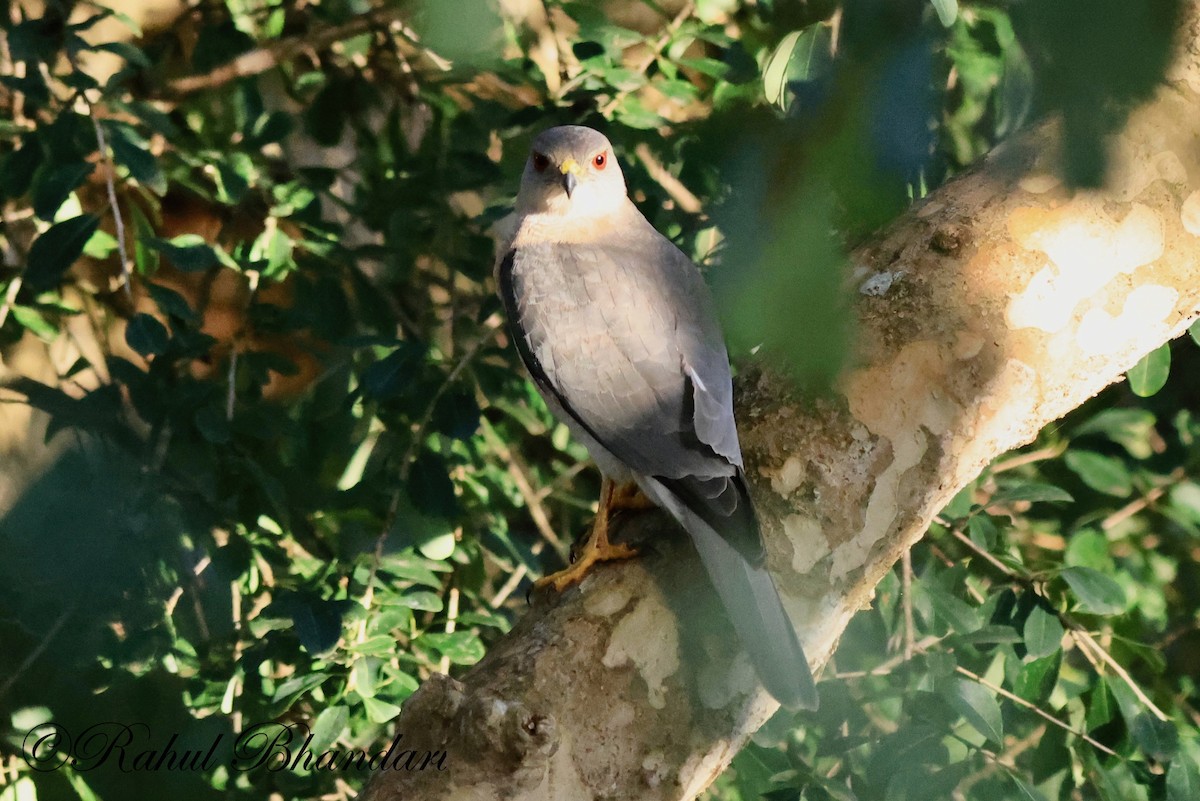 Black-winged Kite - ML521675451