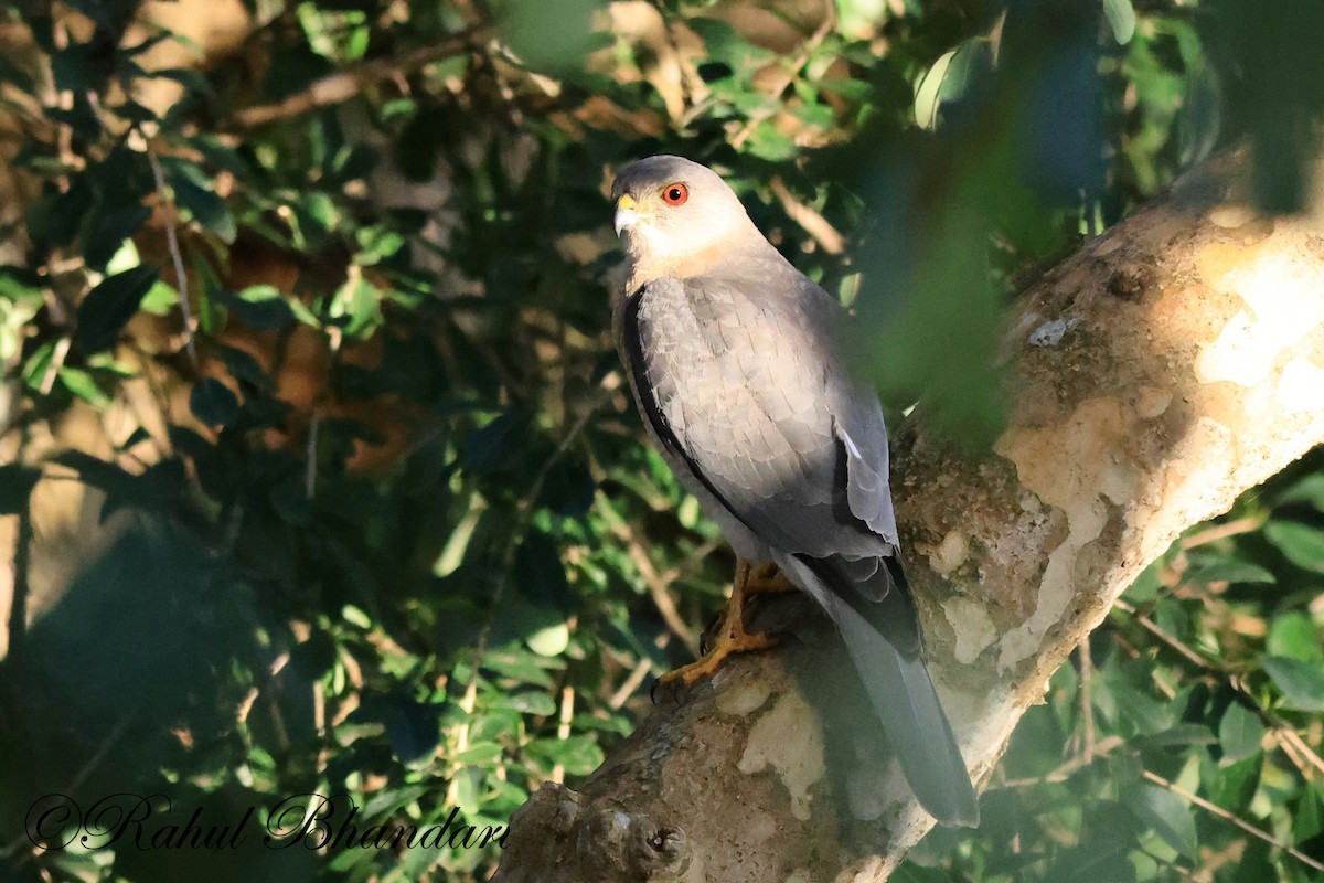 Black-winged Kite - ML521675461