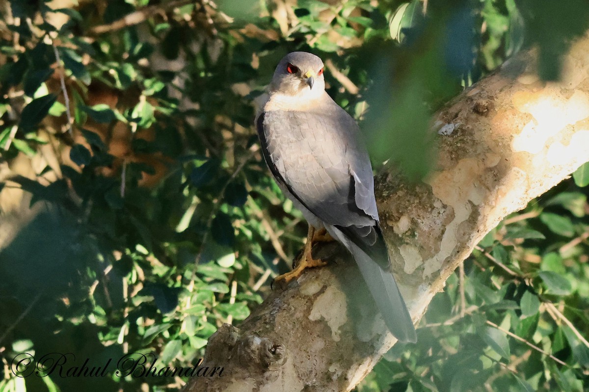 Black-winged Kite - ML521675471