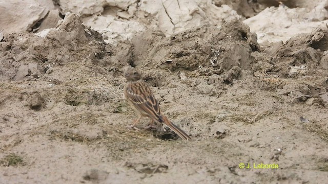 Rock Bunting - ML521675961