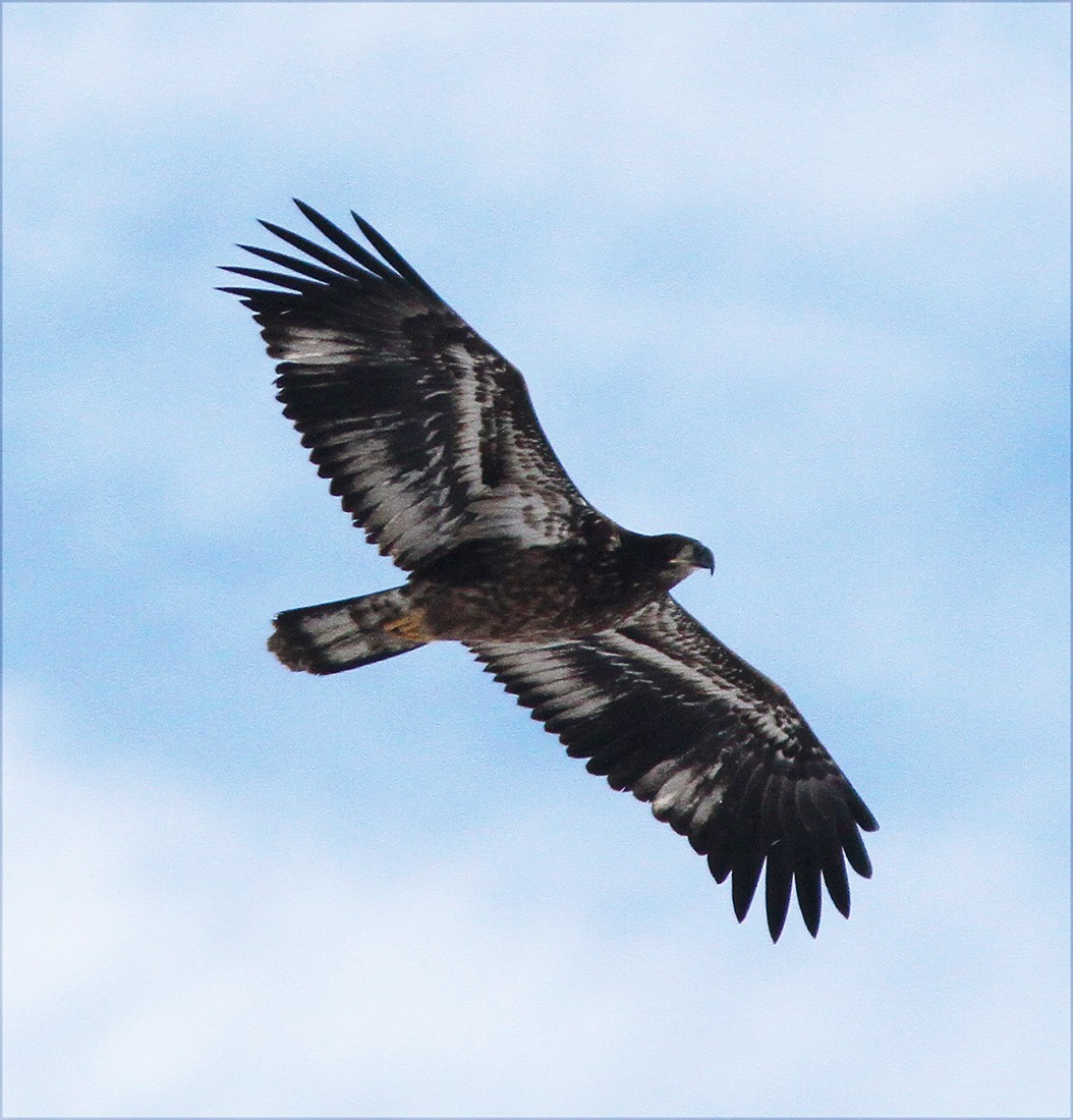 Bald Eagle - ML52167611