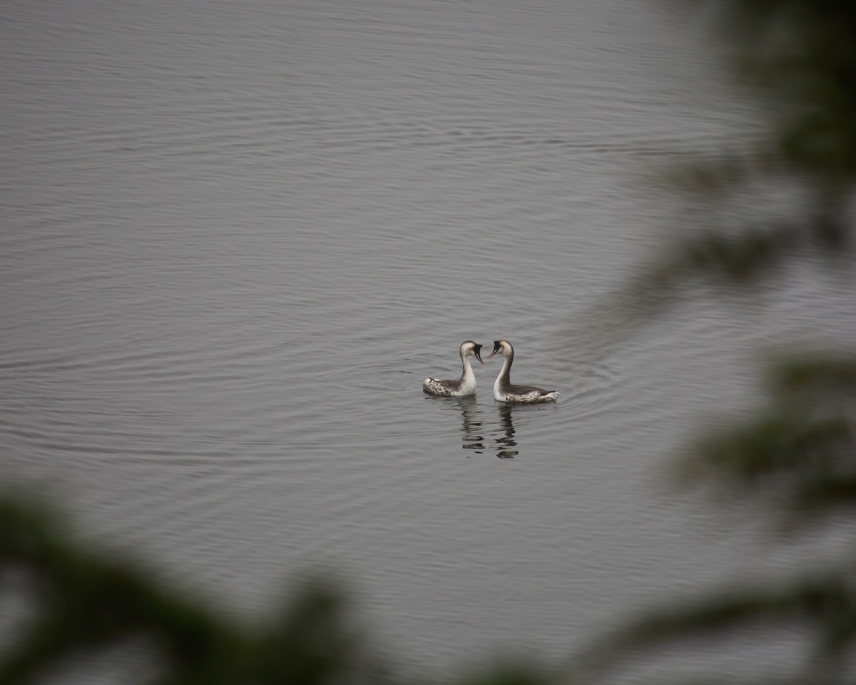 Great Crested Grebe - ML521677731