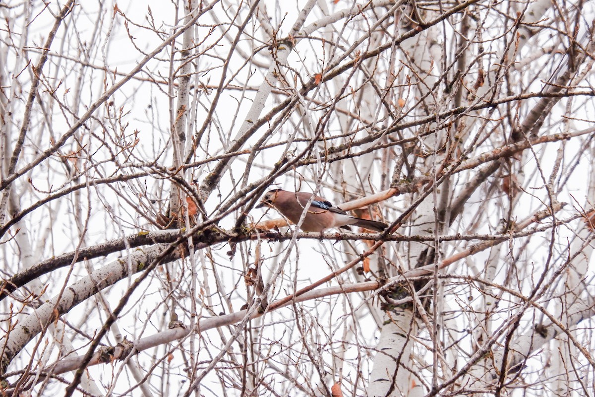 Eurasian Jay - ML521677751