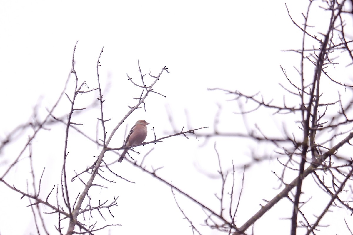 Common Chaffinch - ML521677911