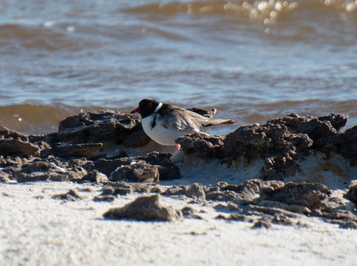 Hooded Plover - ML521681091