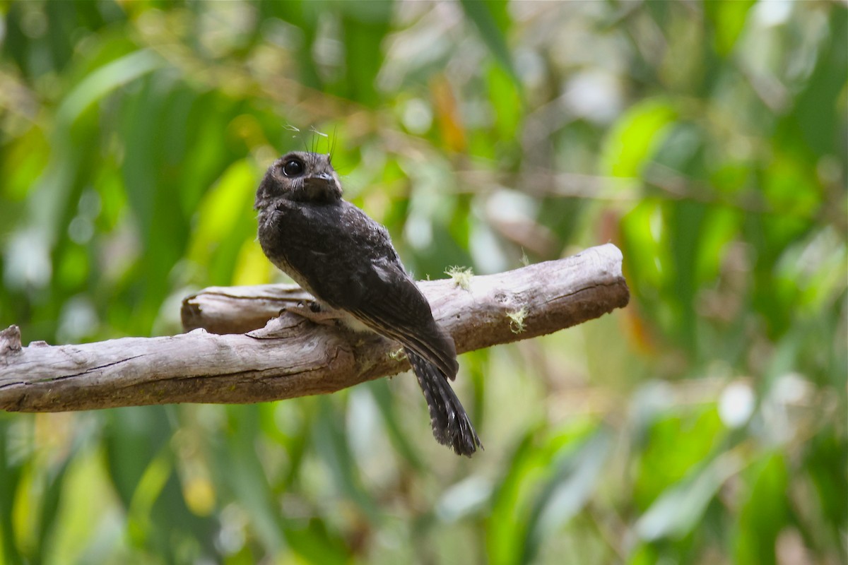 Australian Owlet-nightjar - ML521681741