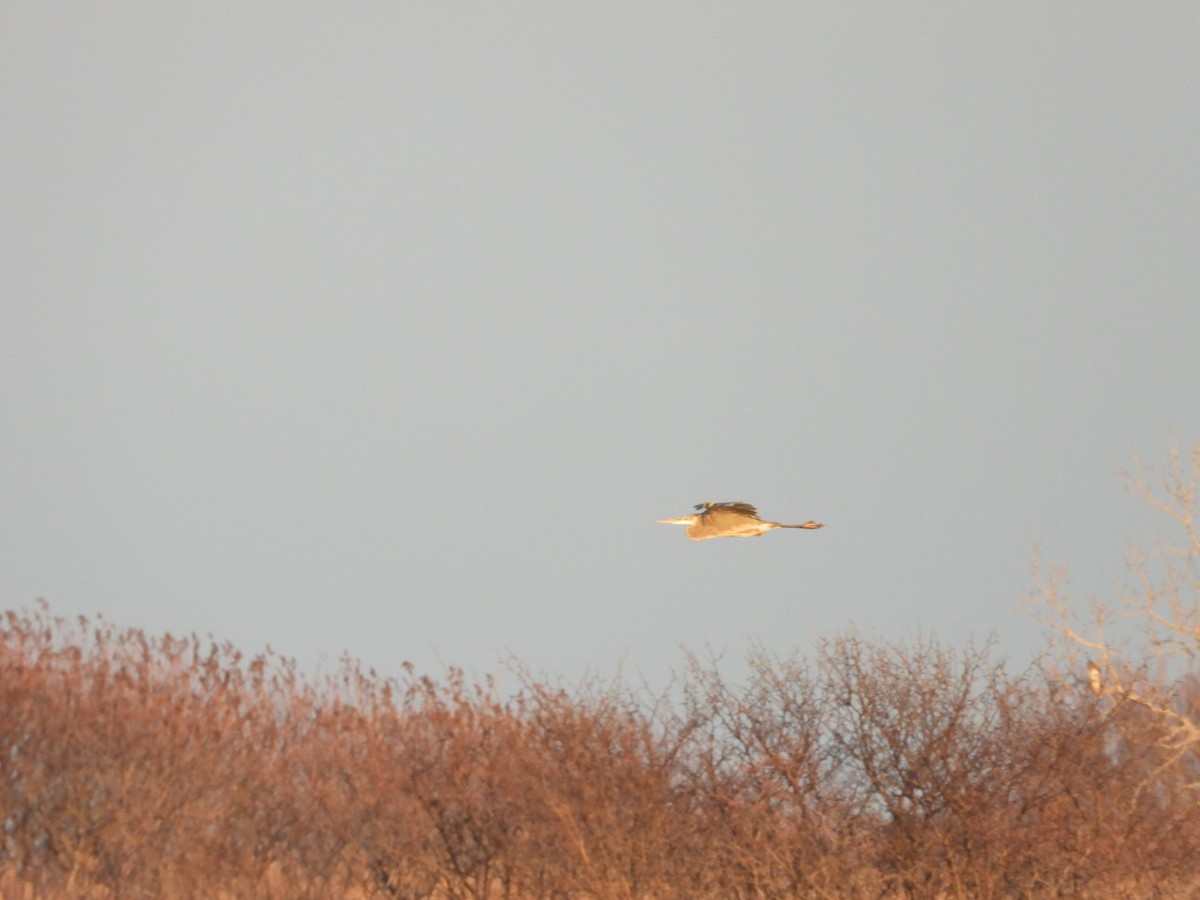 Great Blue Heron - ML521682421