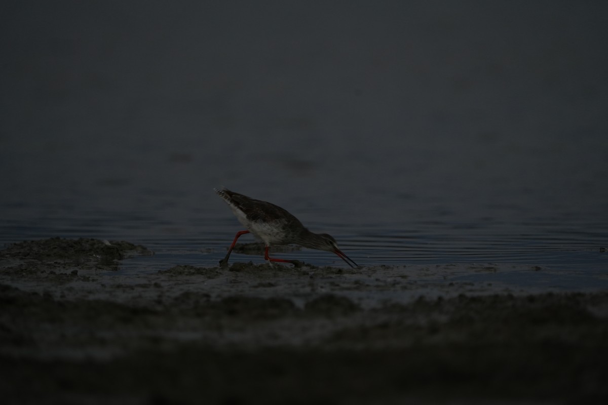 Spotted Redshank - ML521684541