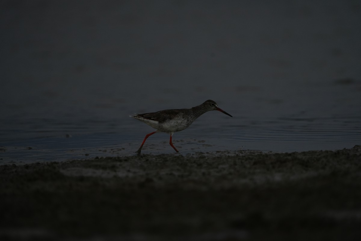 Spotted Redshank - ML521684591
