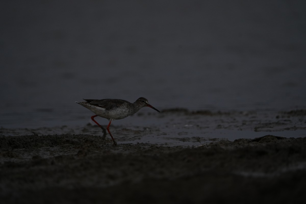 Spotted Redshank - ML521684601