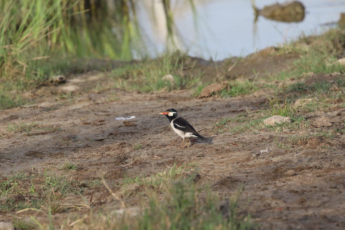 pied starling sp. - ML521686151