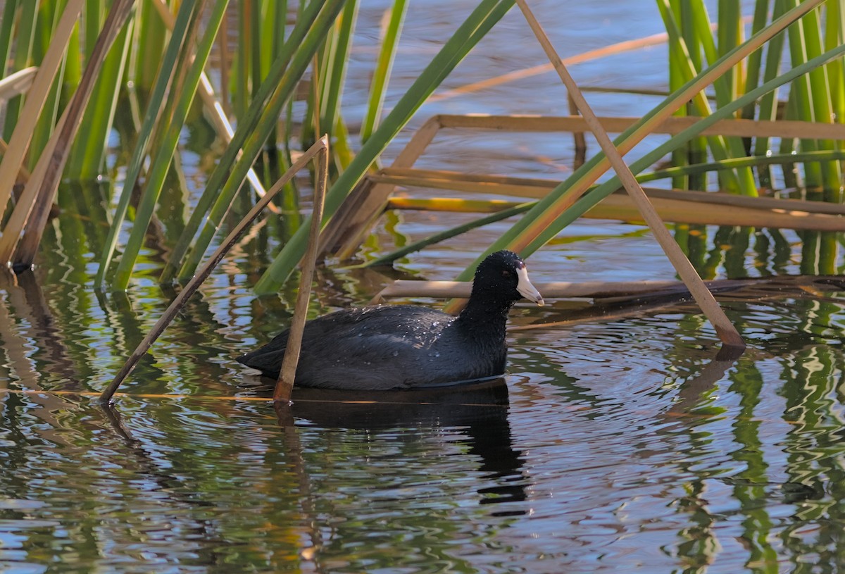 American Coot (Red-shielded) - ML521686861