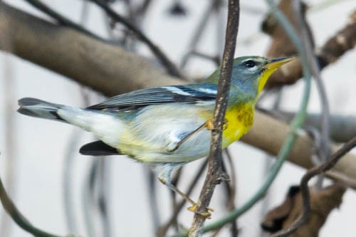 Northern Parula - ML521687051