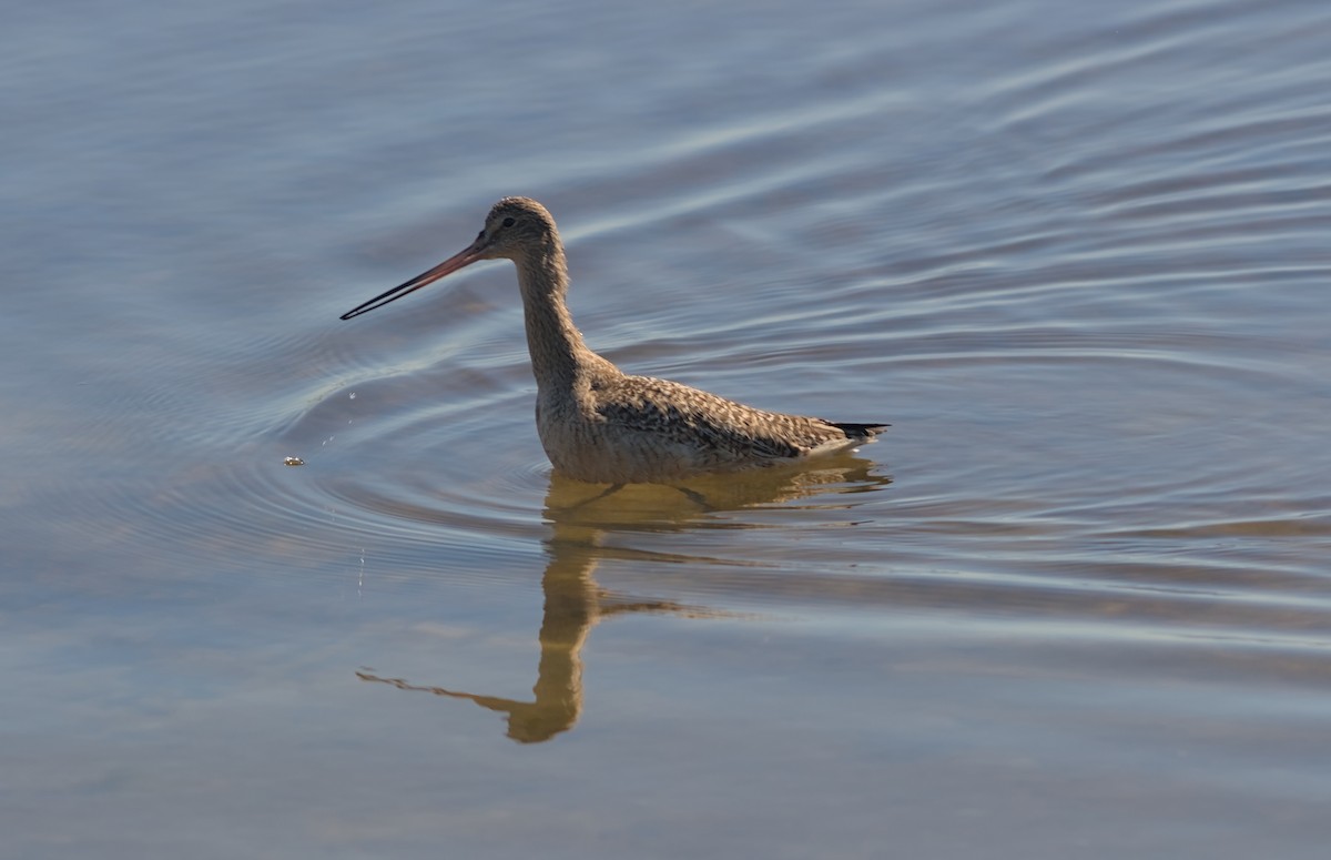 Marbled Godwit - Damon Williford