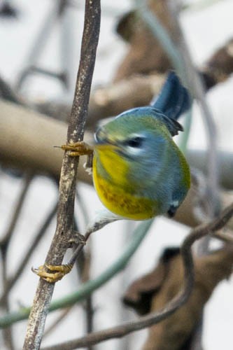 Northern Parula - ML521687421